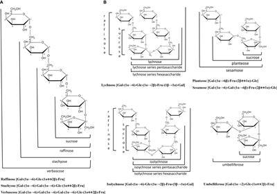 Optimizing raffinose family oligosaccharides content in plants: A tightrope walk